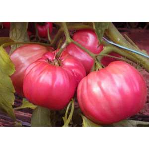 Оксіхарт Бельмонте F1 - томат індетермінатний, 250 насіння, Esasem Італія фото, цiна